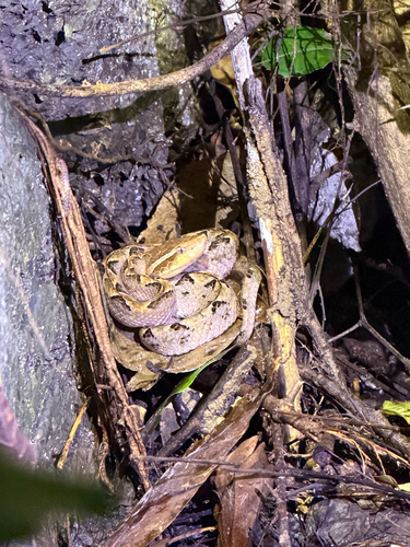 Malayan Pit Viper