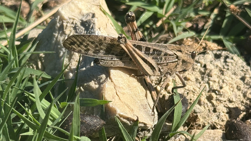 Migratory Locust