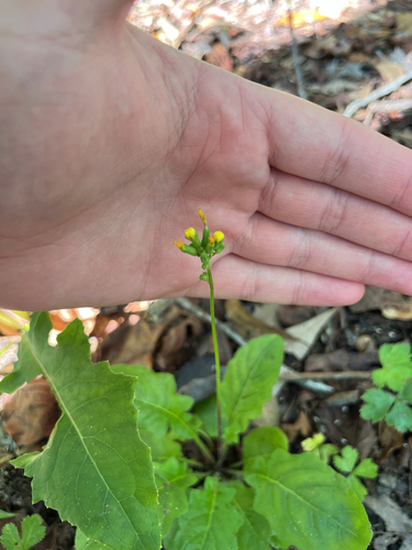 Youngia japonica
