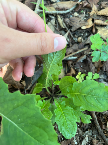 Youngia japonica, photograph 3
