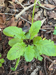 Youngia japonica, photograph (c) Milo Caton, some rights reserved (CC BY)