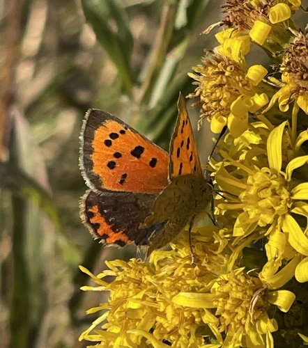 Small Copper