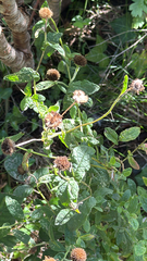 author not stated, no rights reserved Pulicaria dysenterica, photograph author not stated, no rights reserved