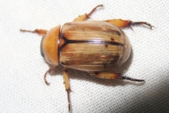 Anomala pallida