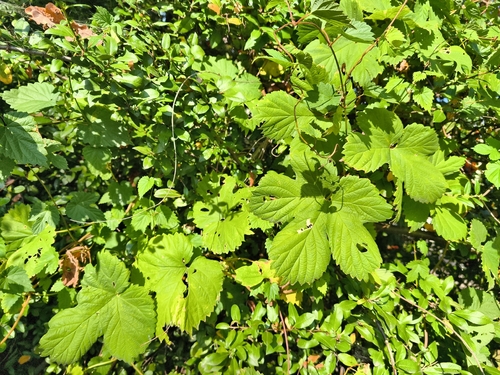 common hops