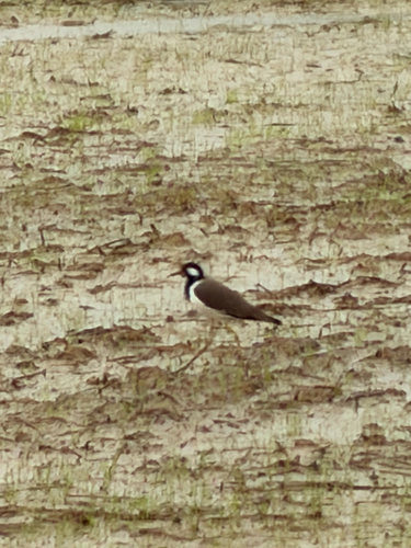 Red-wattled Lapwing