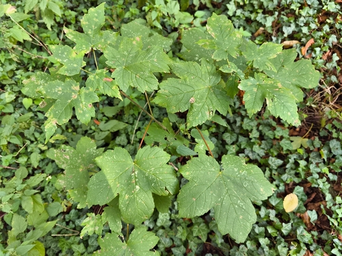 sycamore maple