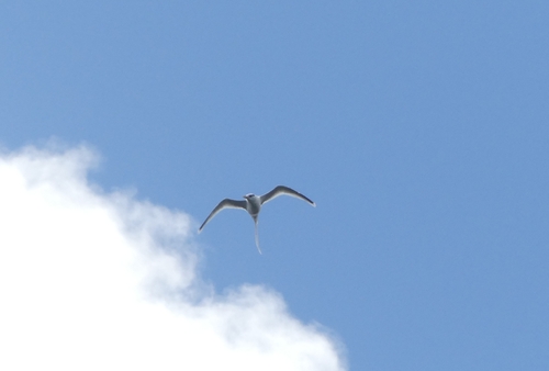 White-tailed Tropicbird