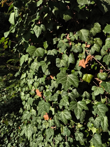 common ivy
