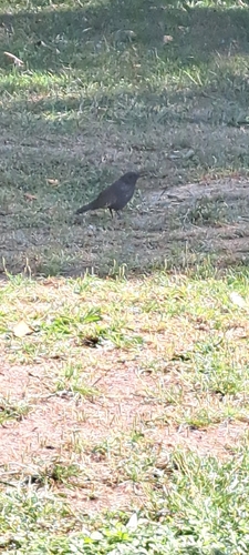 Eurasian Blackbird
