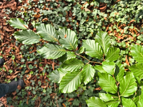 European beech