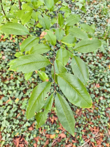black cherry