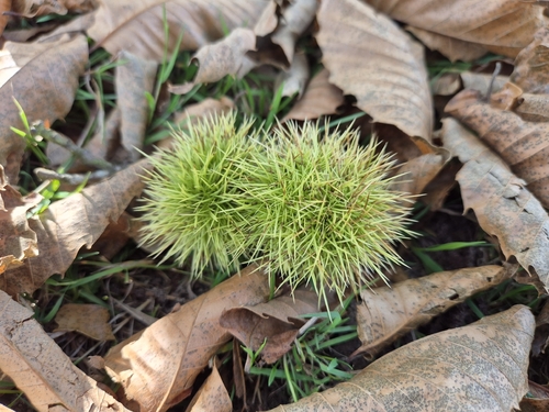 Sweet Chestnut