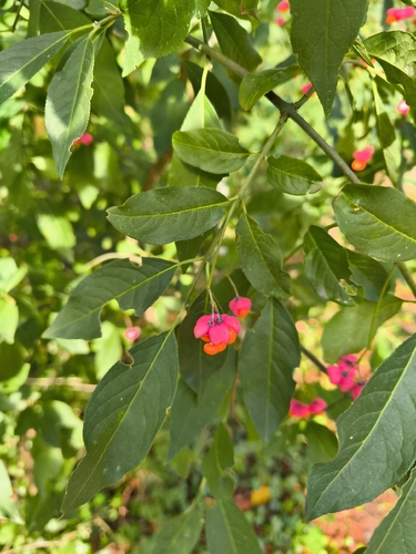 Spindle