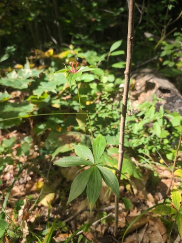 Medeola virginiana, photograph 4
