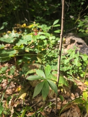 Medeola virginiana, photograph author not stated, no rights reserved