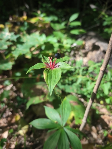 Medeola virginiana, photograph 5