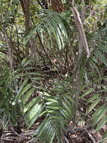 Ptychosperma propinquum observed 2026-09-26