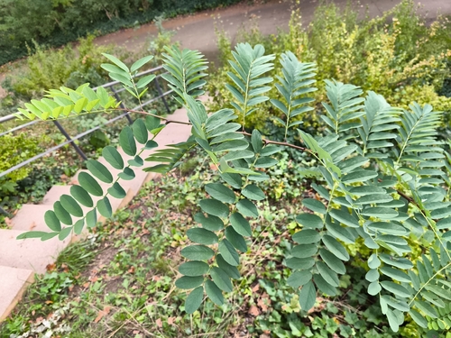 black locust