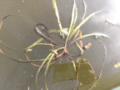 Stratiotes aloides