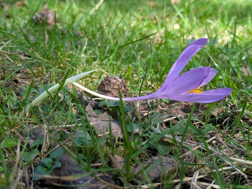 Autumn Crocus