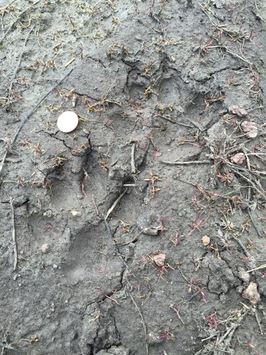 Mexican Wolf photographed in New Mexico