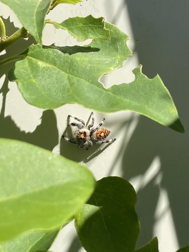 Regal Jumping Spider