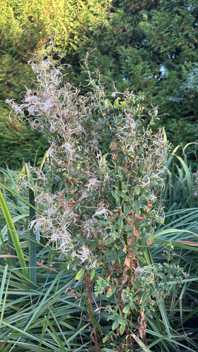Great Willowherb