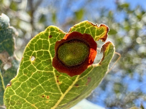 Plate Gall Wasp