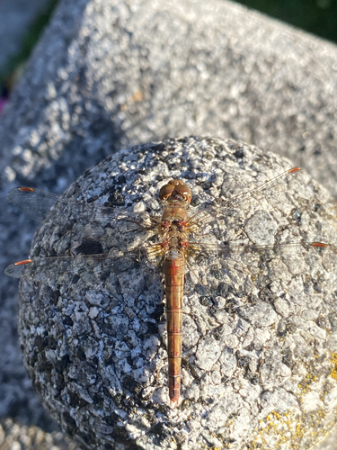 Common Darter