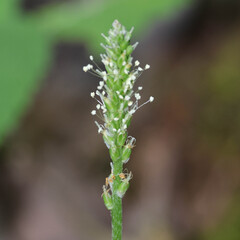 Plantago asiatica