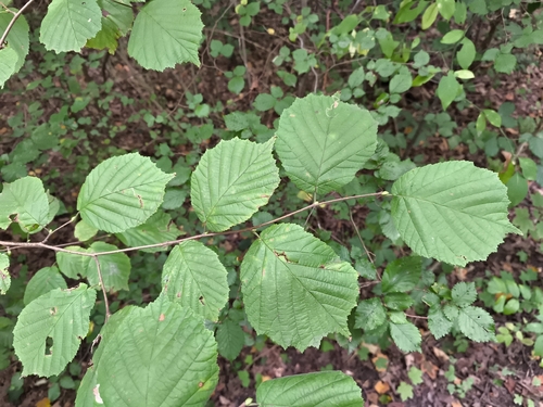common hazel