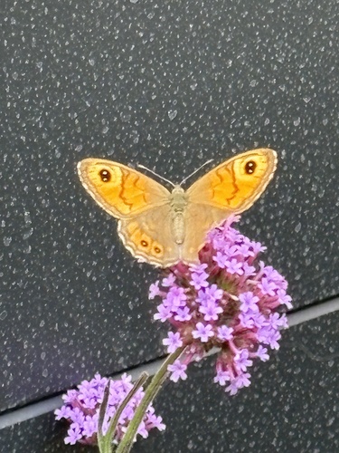 Large Wall Brown