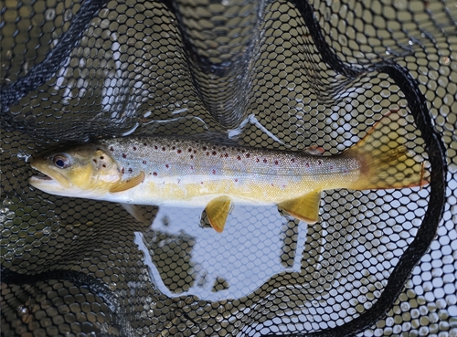 Brown Trout