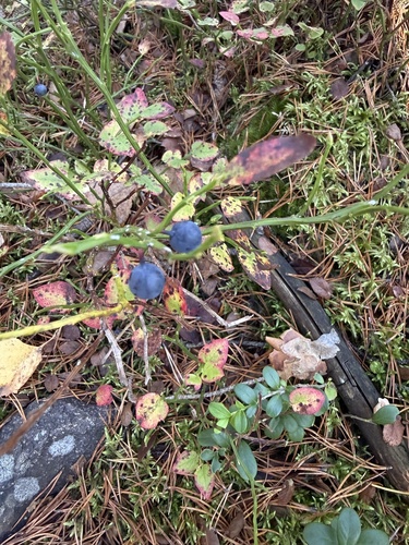 Vaccinium myrtillus, photograph 2