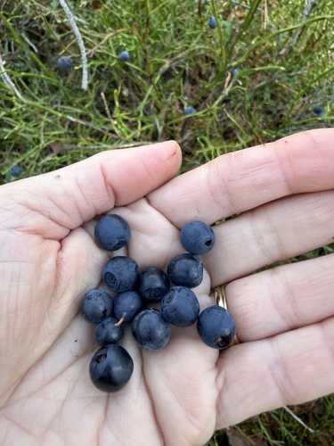 Vaccinium myrtillus, photograph 3