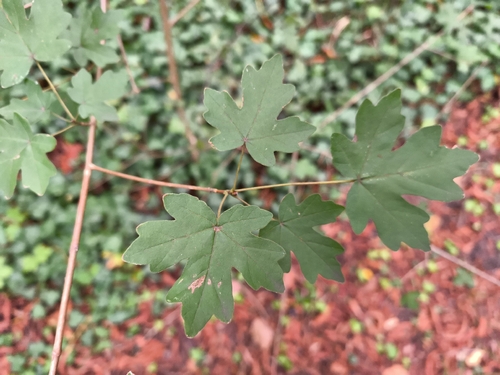 field maple