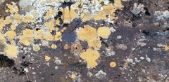 Ionaspis lacustris