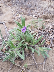 Stenosolenium saxatile