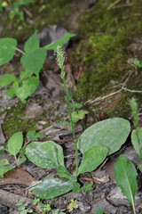 Plantago asiatica, photograph author not stated, no rights reserved