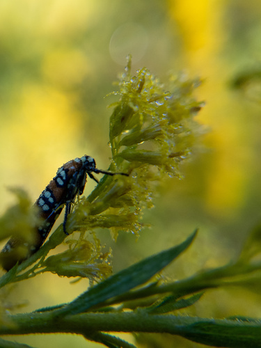 Ailanthus Webworm Moth