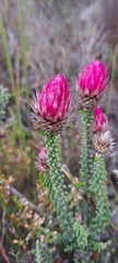 Phaenocoma prolifera