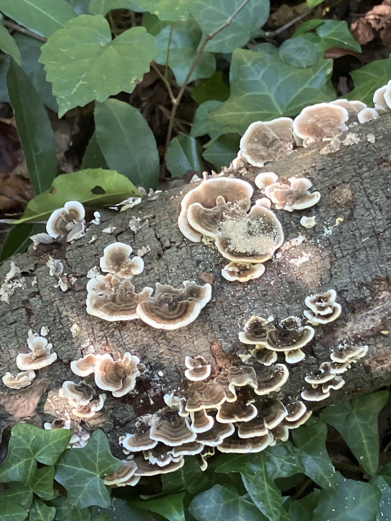 turkey-tail · September 2026 · photo: Photo: (c) arborizations, some rights reserved (CC BY) · iNaturalist