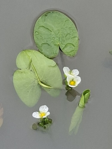 Sagittaria guayanensis observed 2026-09-25