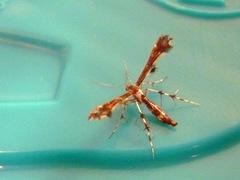 Geina tenuidactylus