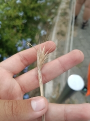 Hordeum murinum