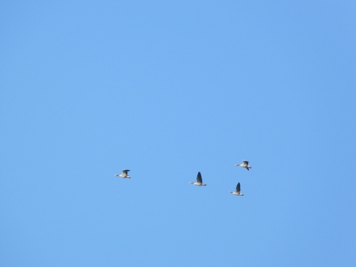 Greylag Goose