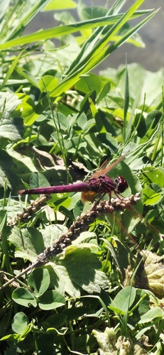 Violet Dropwing