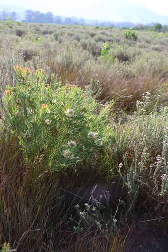 Protea scolymocephala, photograph 2