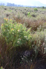 (c) Tony Rebelo, some rights reserved (CC BY-SA) Protea scolymocephala, photograph (c) Tony Rebelo, some rights reserved (CC BY-SA)